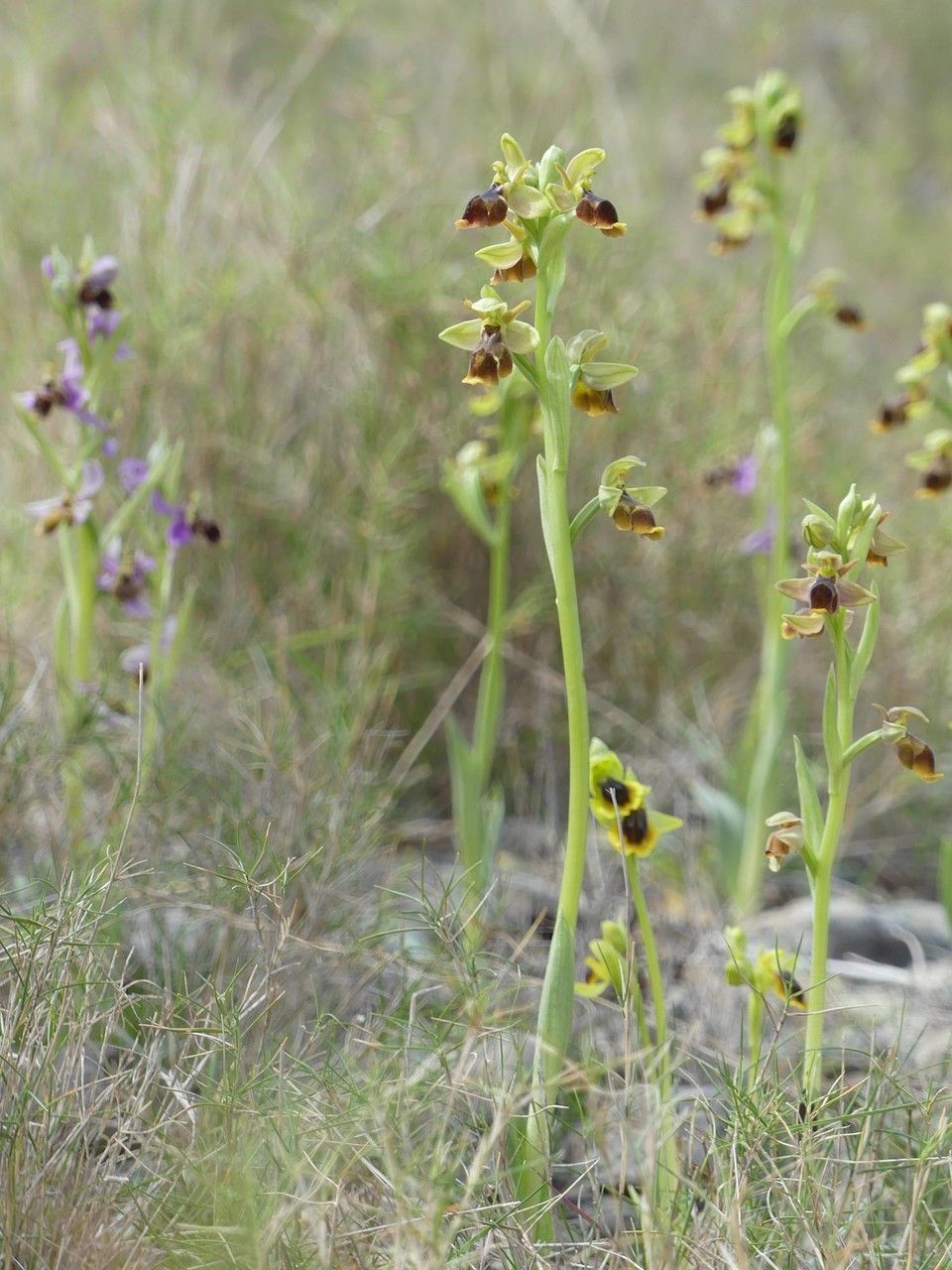 Ophrys x pseudospeculum habit