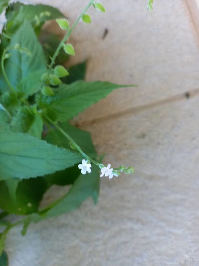 Priva lappulacea flower