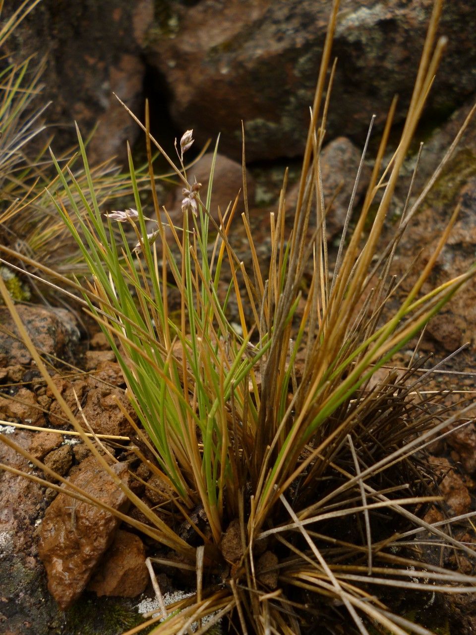 Poa kurtzii — search result for 'Poa'