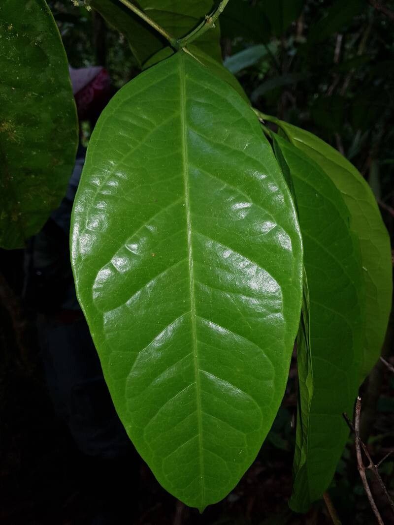 Bunchosia ursana leaf