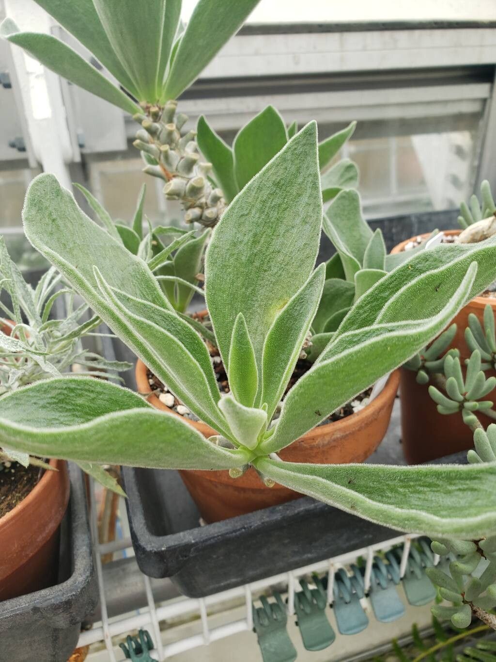 Tylecodon hirtifolius — houseplant care guide