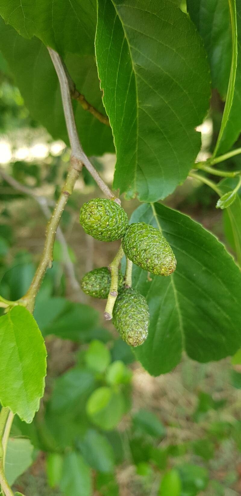 Alnus subcordata fruit