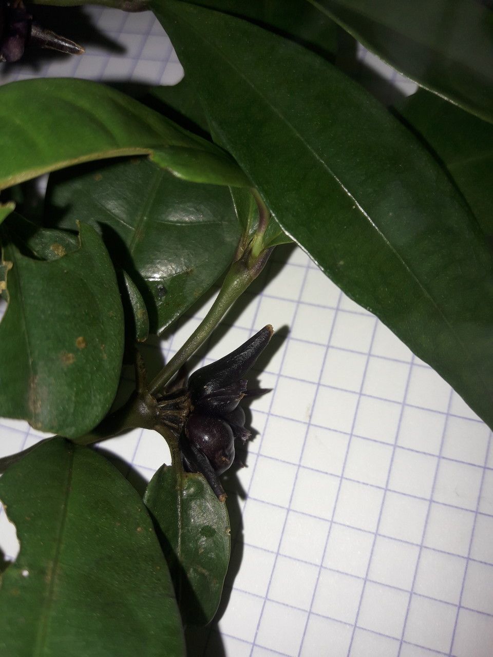 Psychotria oblonga fruit