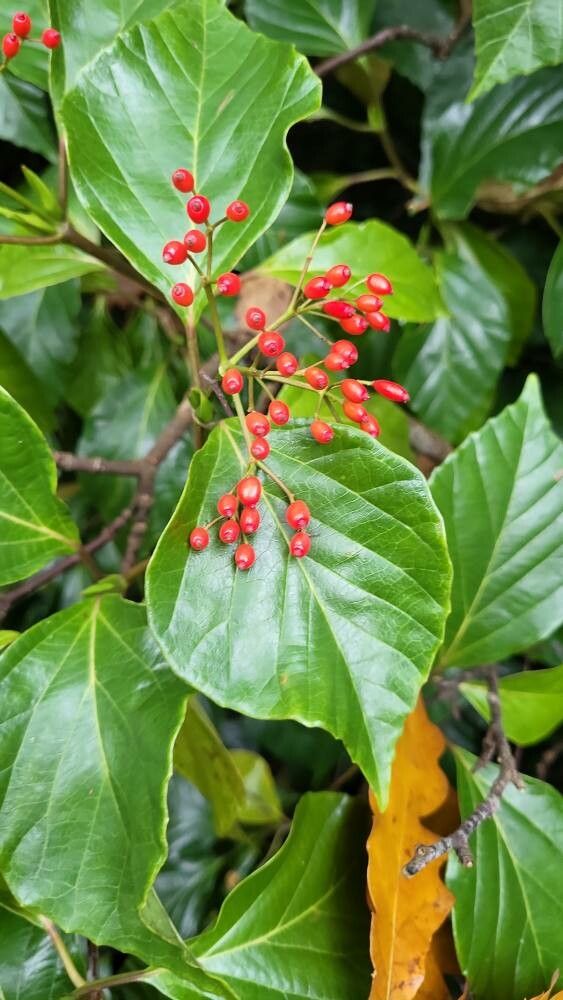 Viburnum japonicum fruit