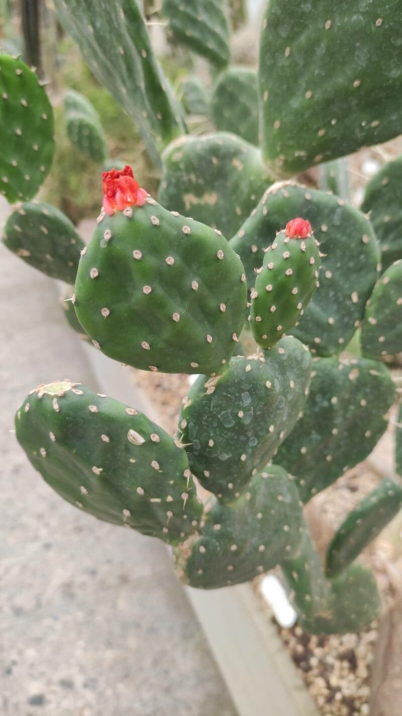Opuntia quitensis leaf