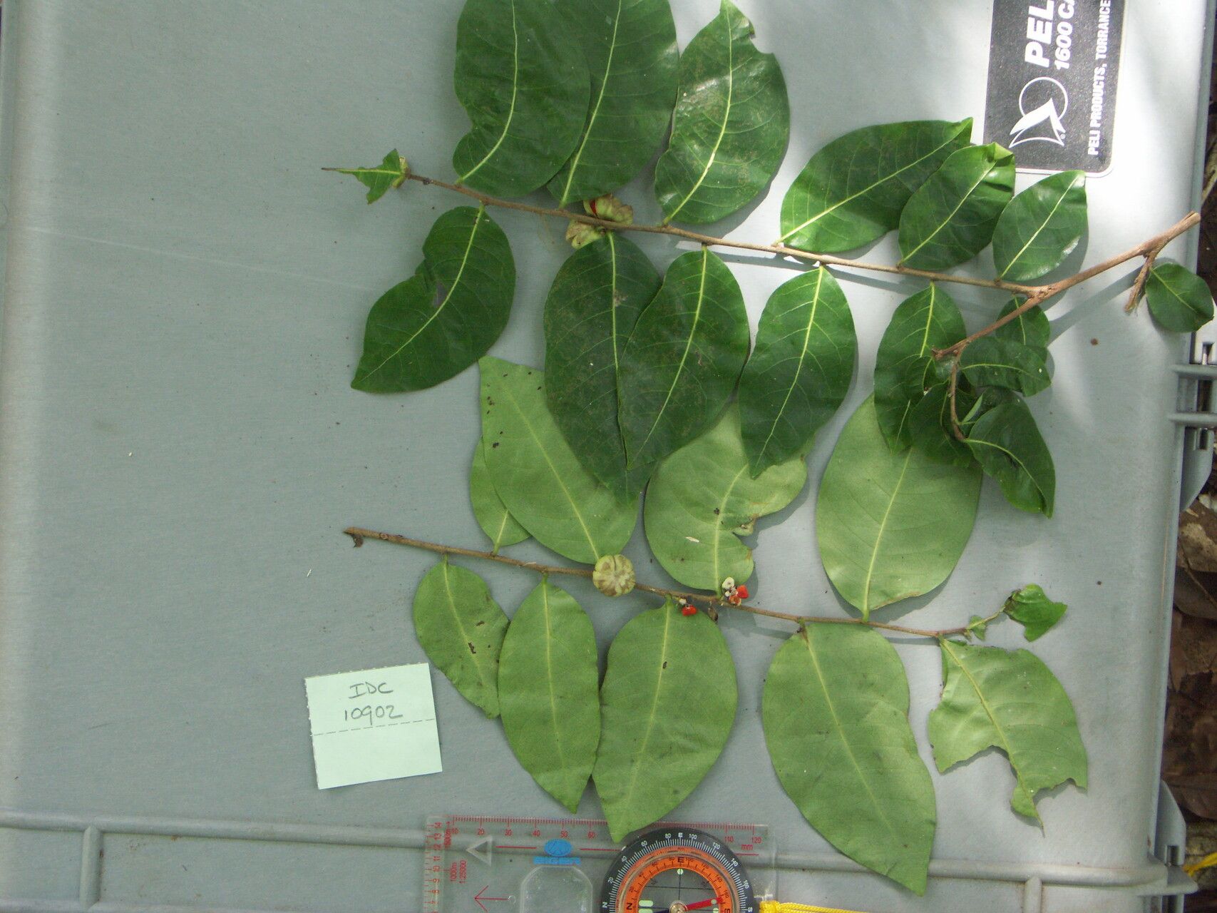 Glochidion xerocarpum — houseplant care guide