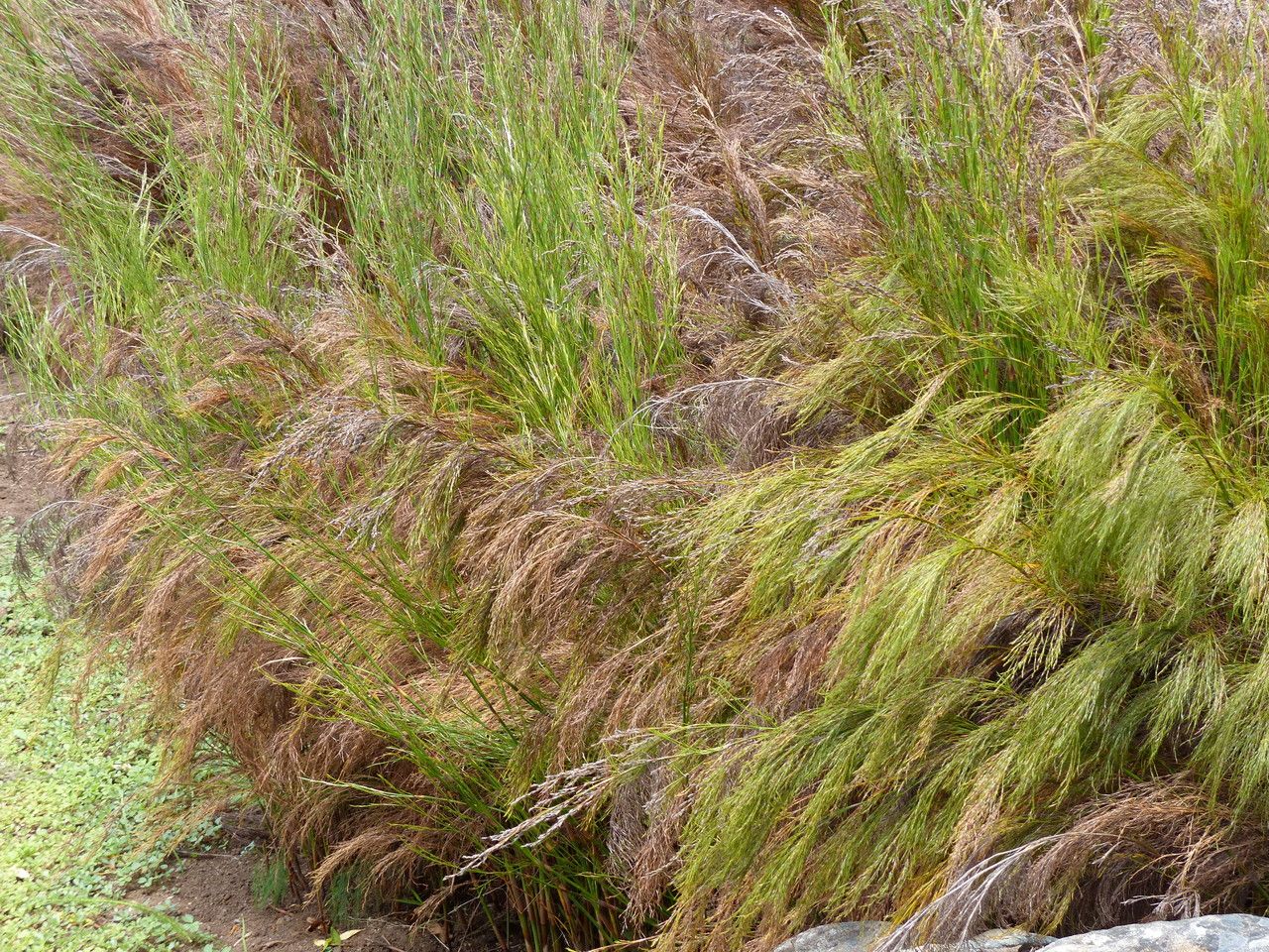 Restio paniculatus — related species from the same genus