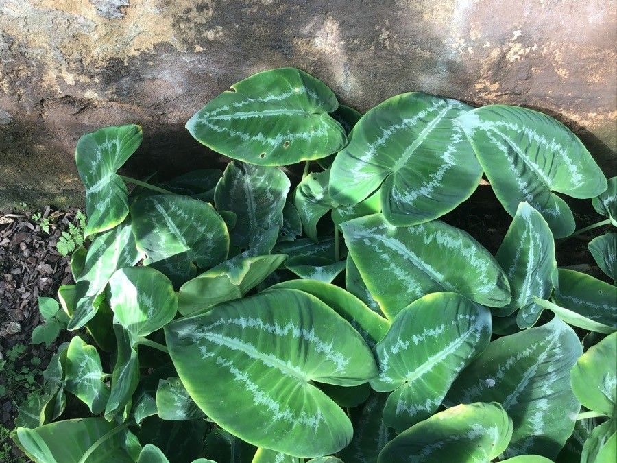 Schismatoglottis calyptrata — related species from the same genus