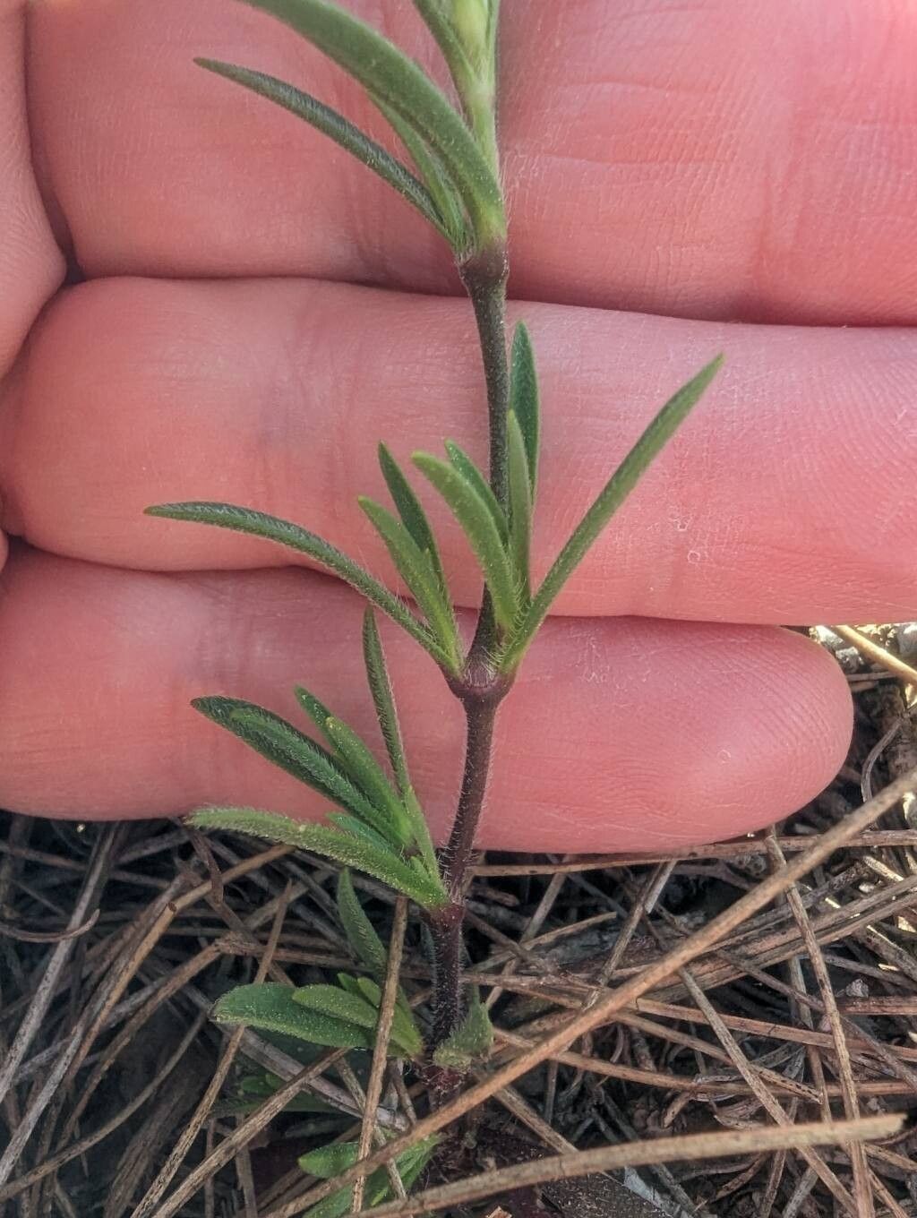 Silene sclerocarpa leaf