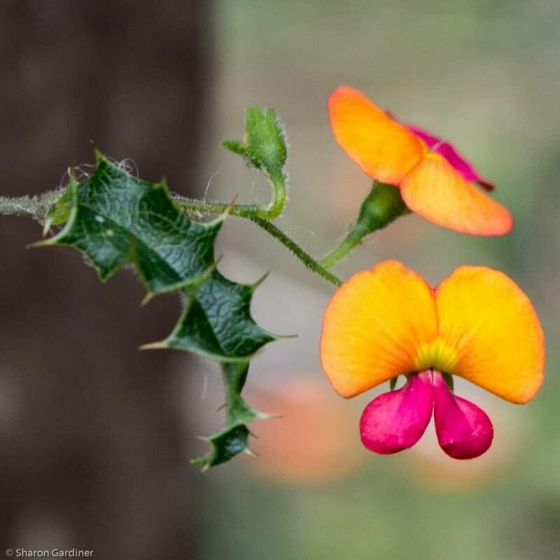 Chorizema ilicifolium — related species from the same genus