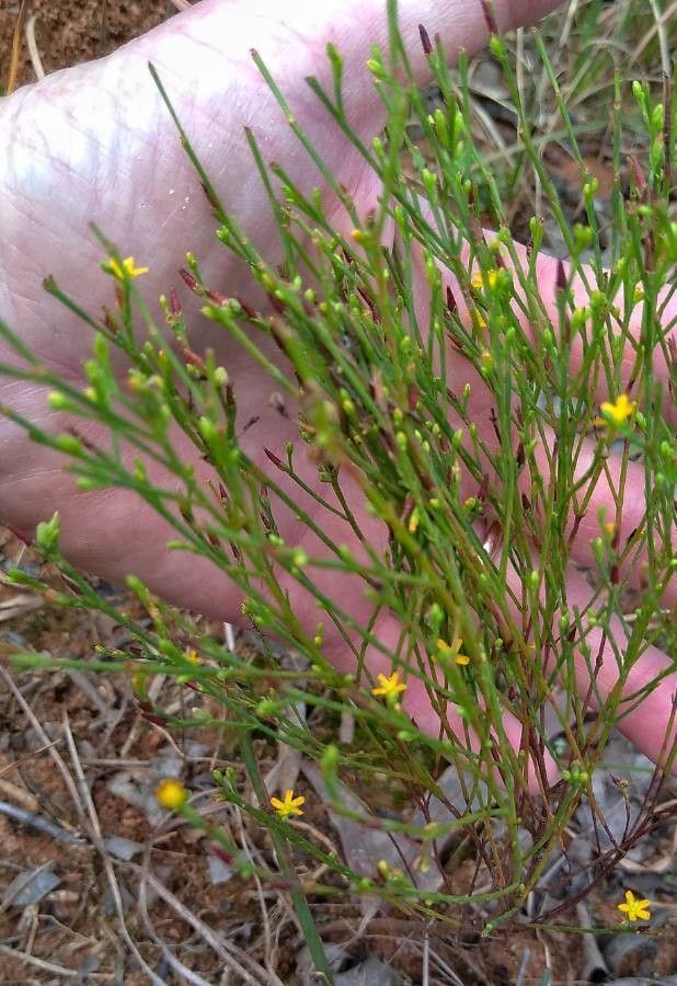 Hypericum gentianoides flower