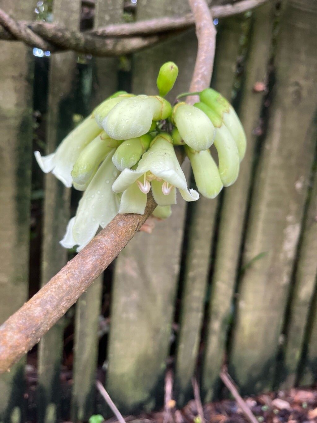 Tecomanthe speciosa flower