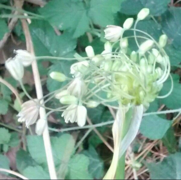 Allium oleraceum flower