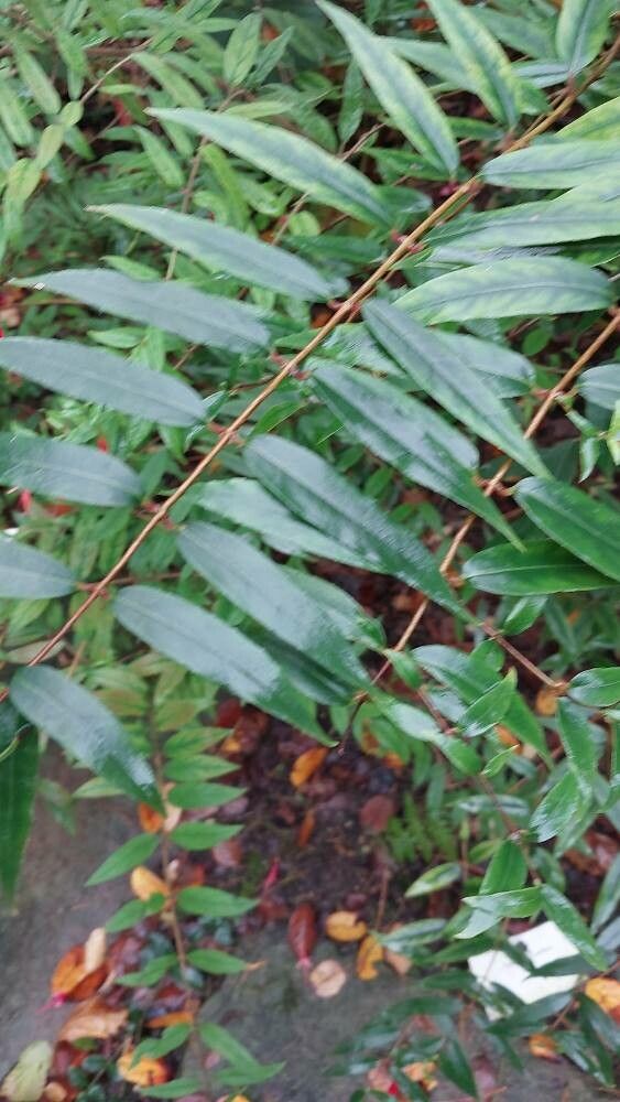 Fuchsia brevilobis — search result for 'Fuchsia'