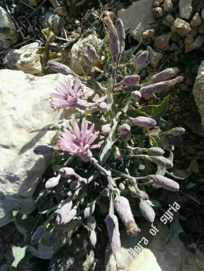 Lactuca tuberosa flower
