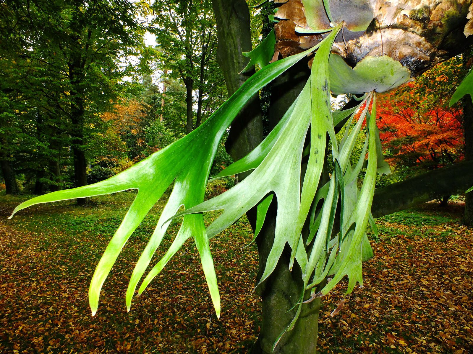 Platycerium alcicorne