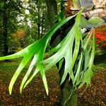 Platycerium alcicorne