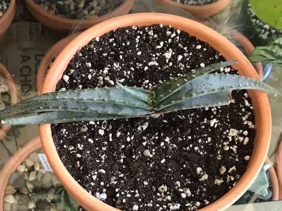 Aloe suprafoliata leaf