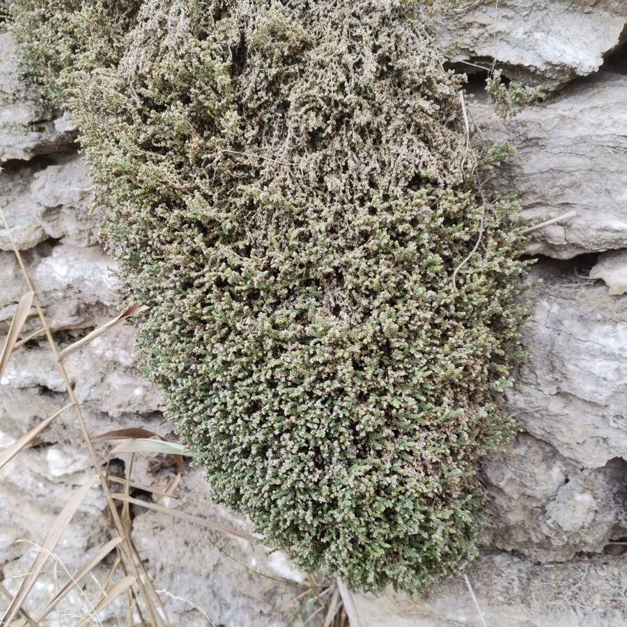 Herniaria fruticosa leaf