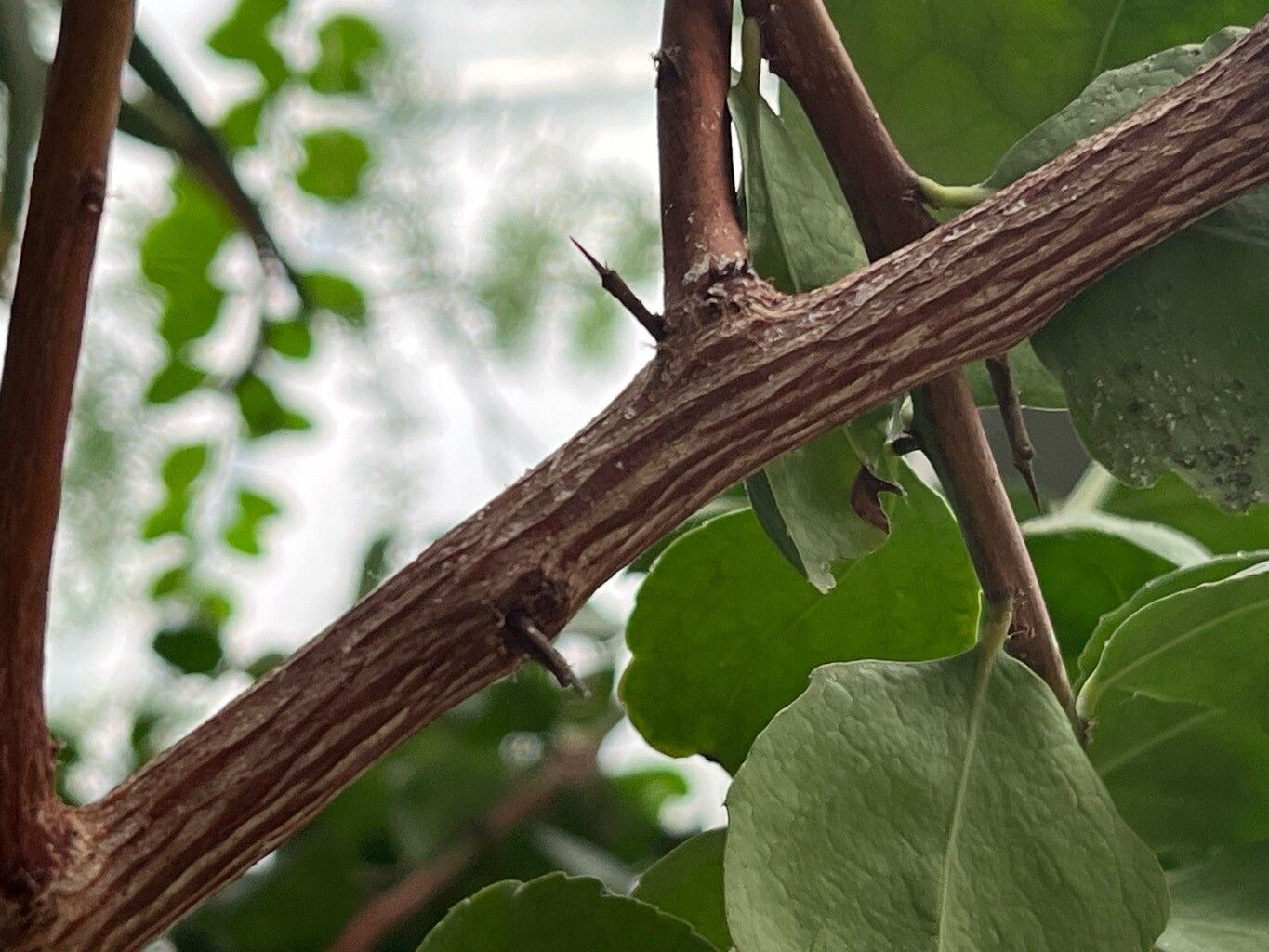 Elaeodendron transvaalense bark
