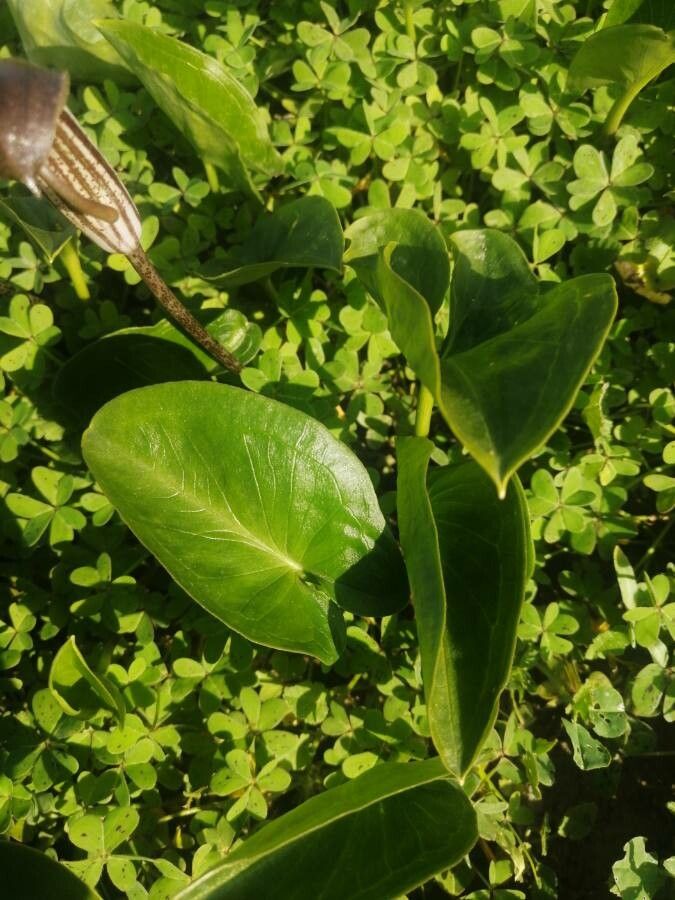 Arisarum vulgare leaf