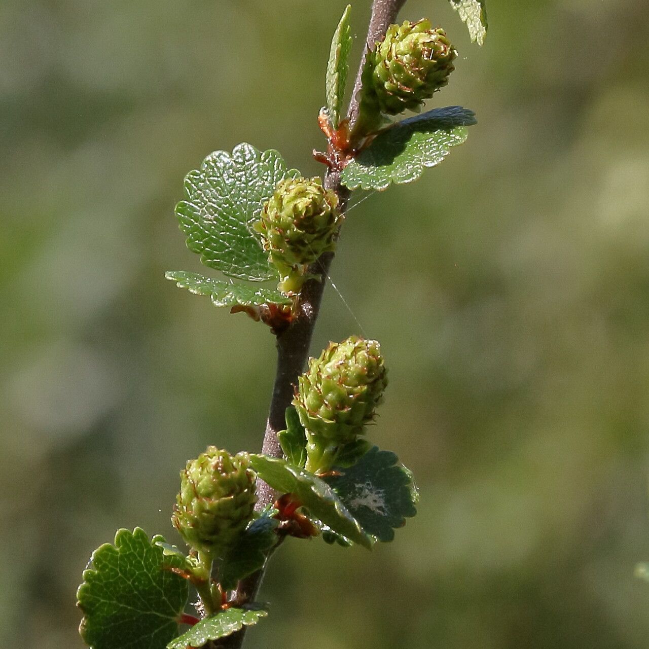 Betula nana fruit