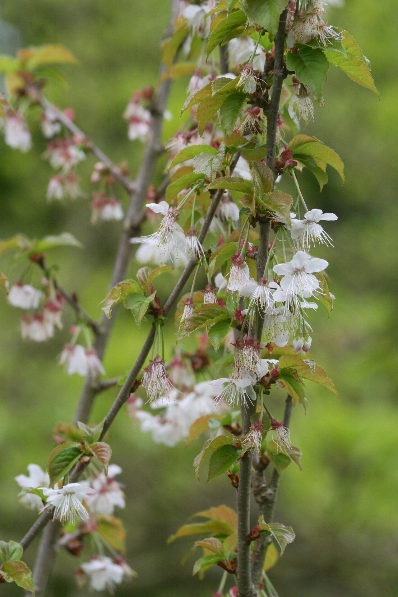 Prunus clarofolia flower