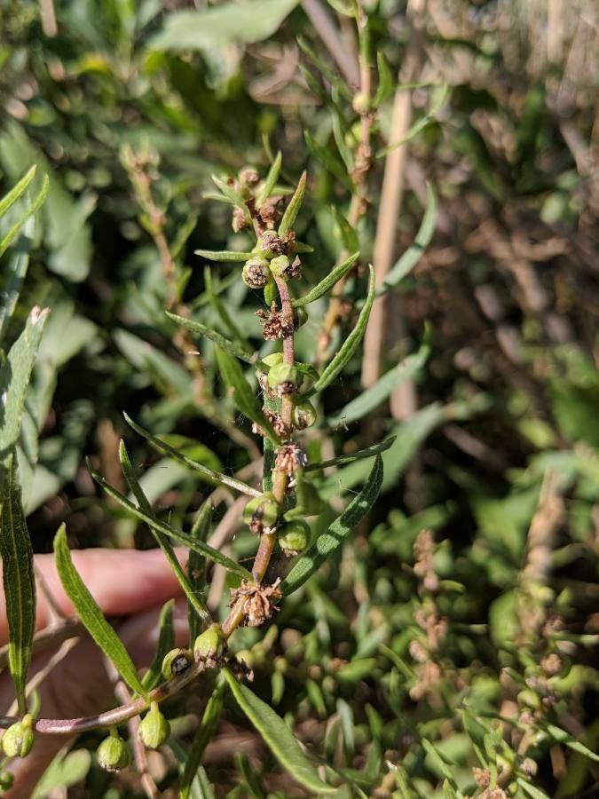 Iva frutescens fruit