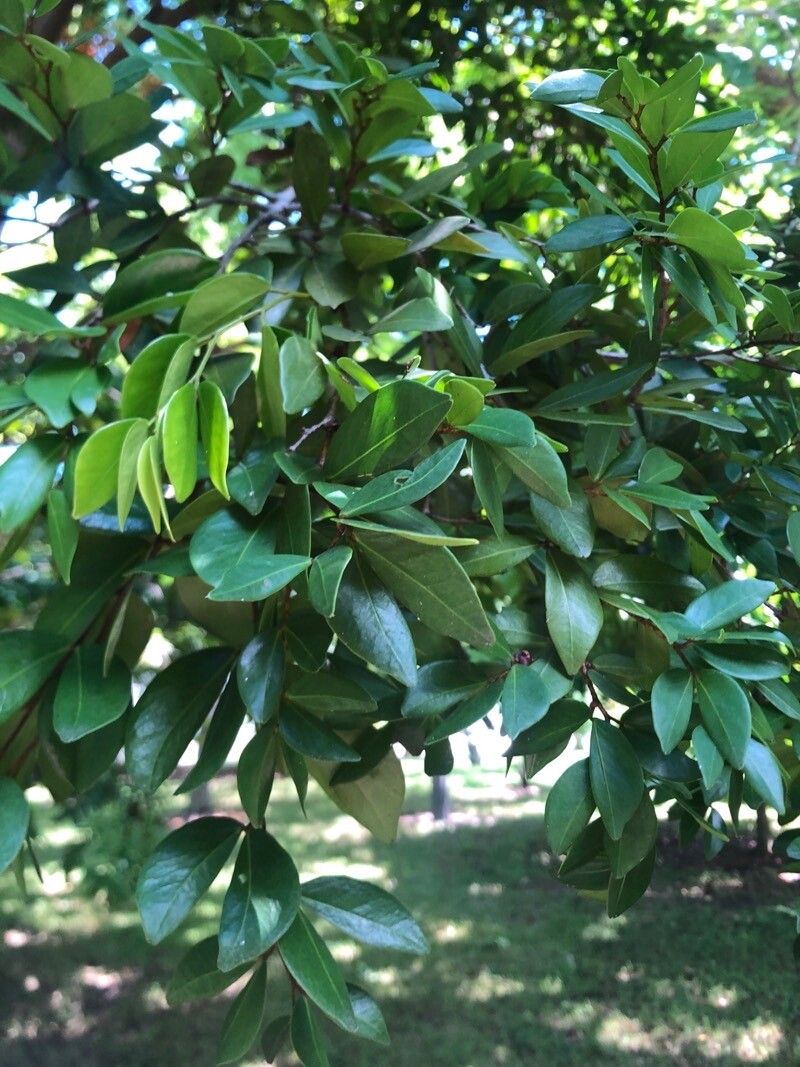 Cynometra portoricensis — houseplant care guide