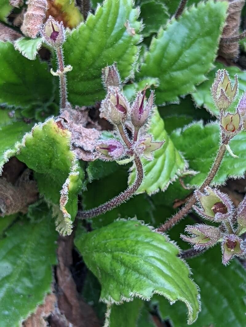 Haberlea rhodopensis fruit