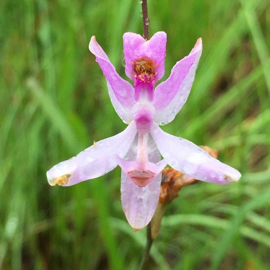 Calopogon pallidus — houseplant care guide