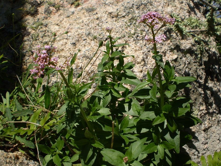 Centranthus trinervis habit