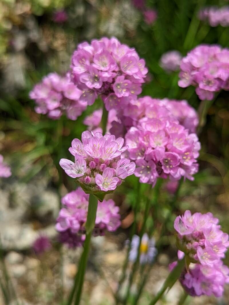 Armeria rumelica flower