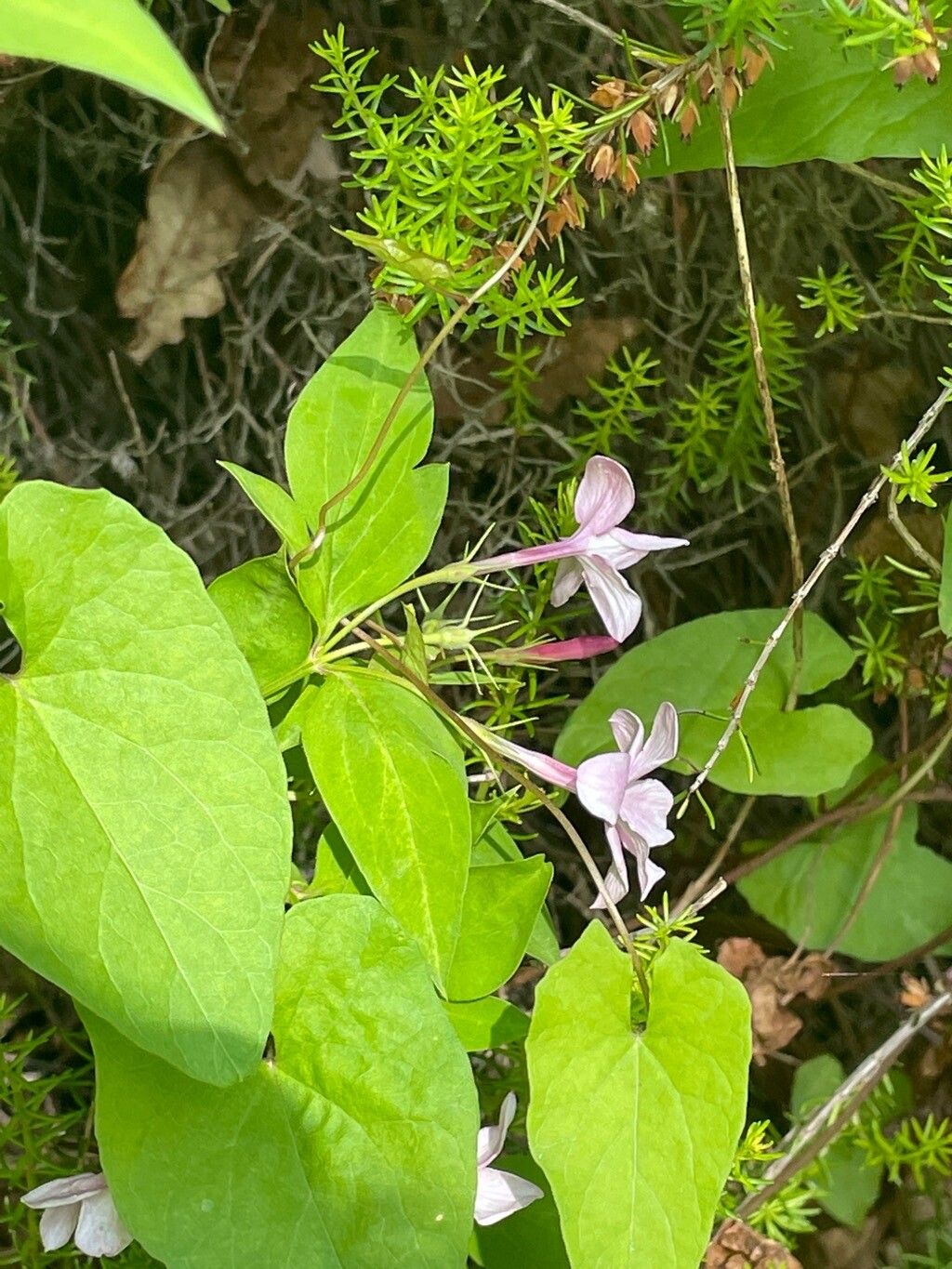 Jasminum × stephanense flower