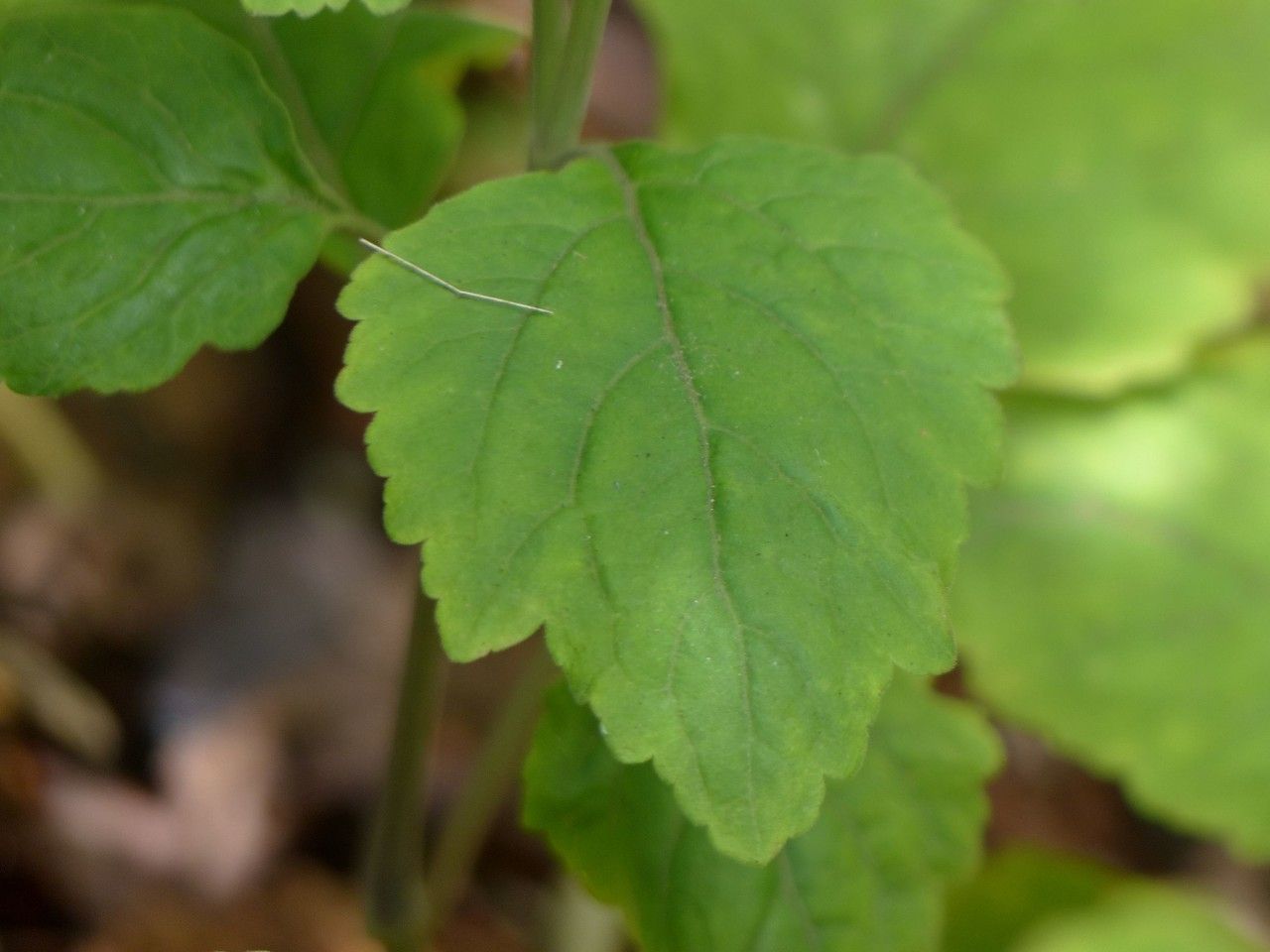 Pogostemon heyneanus leaf