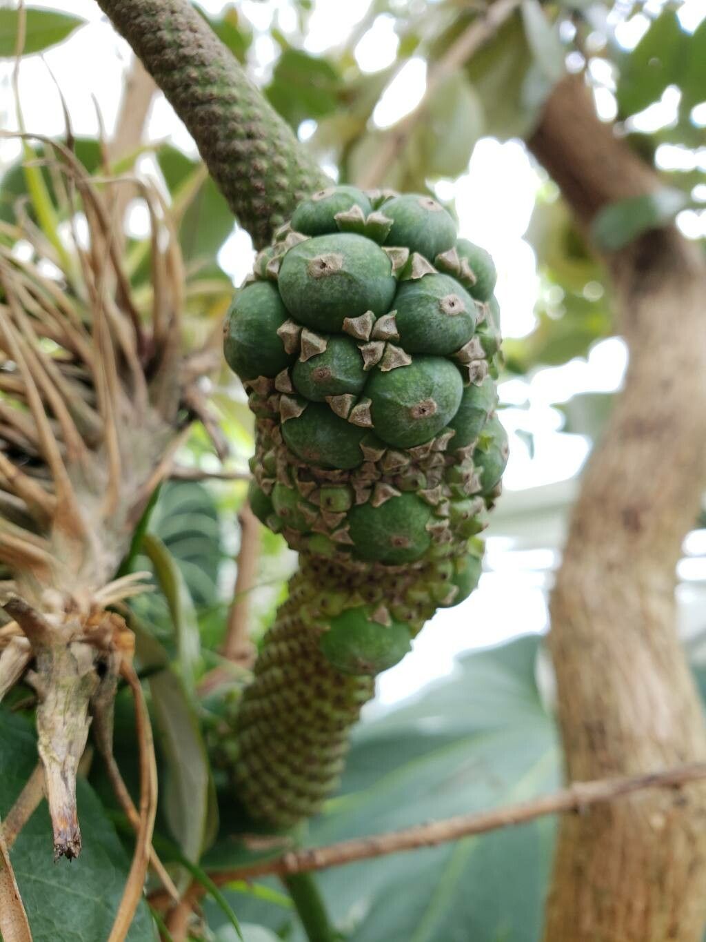 Anthurium podophyllum fruit