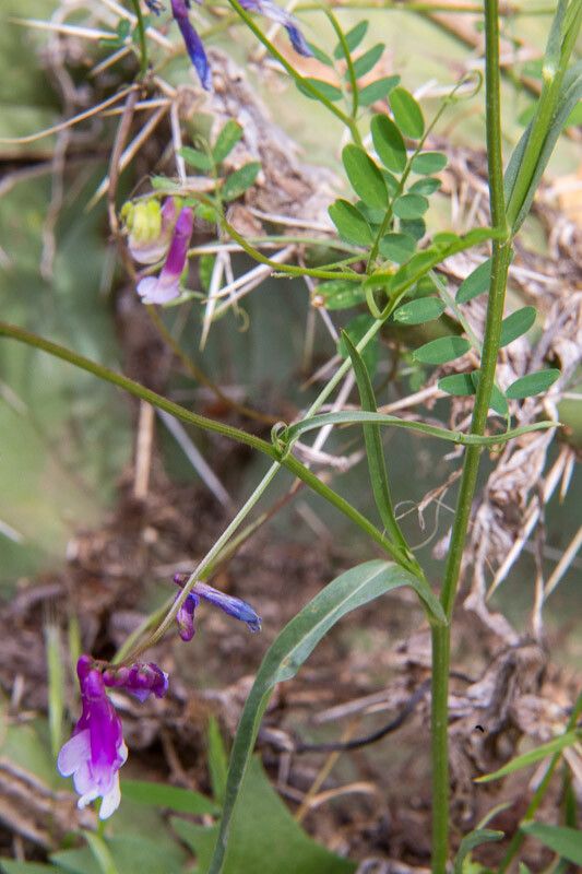 Vicia monantha flower