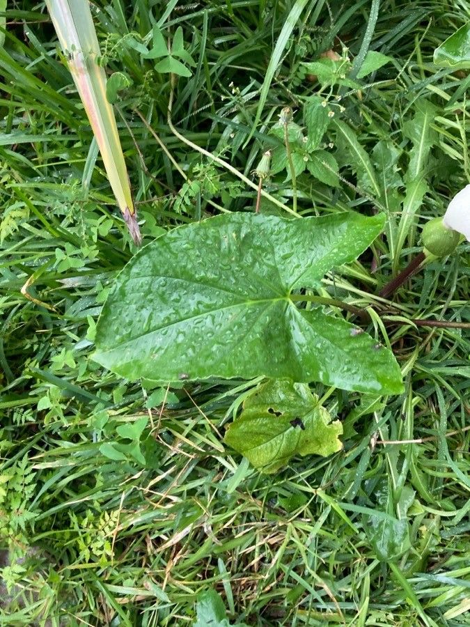 Xanthosoma mexicanum leaf