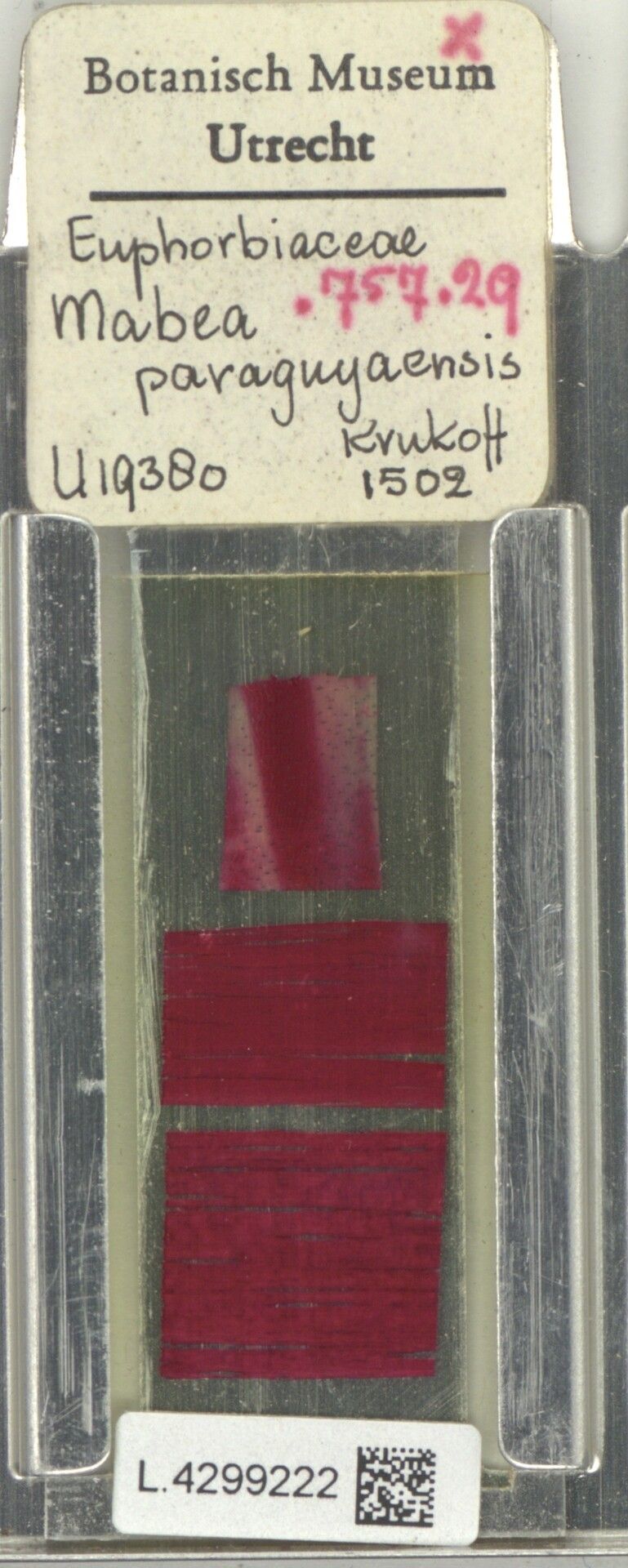 Mabea angularis fruit