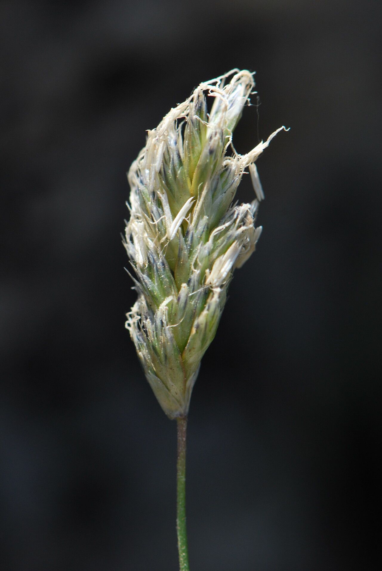 Sesleria insularis flower