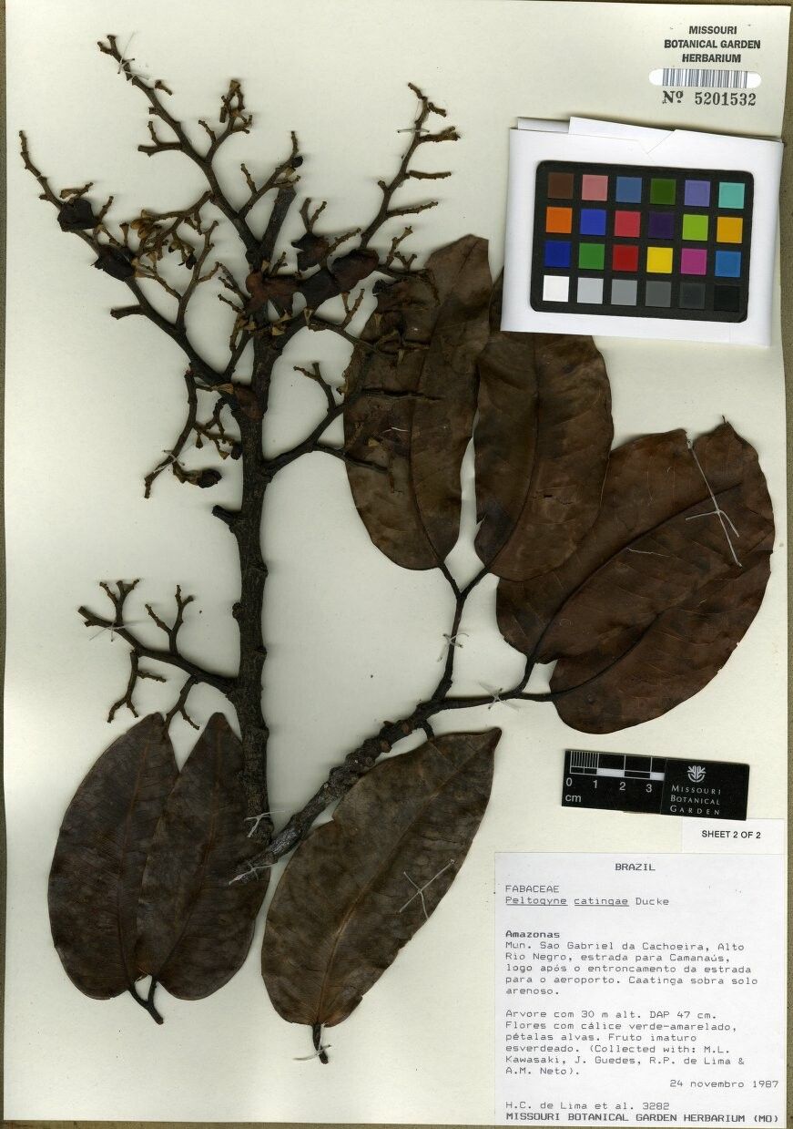 Peltogyne catingae — related species from the same genus