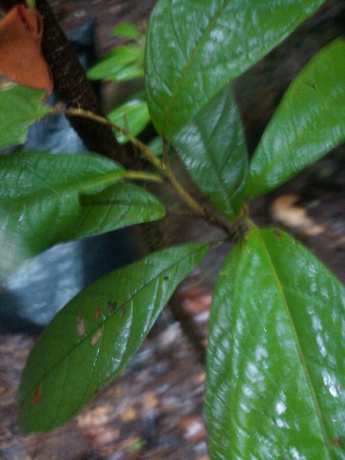 Sloanea garckeana — houseplant care guide