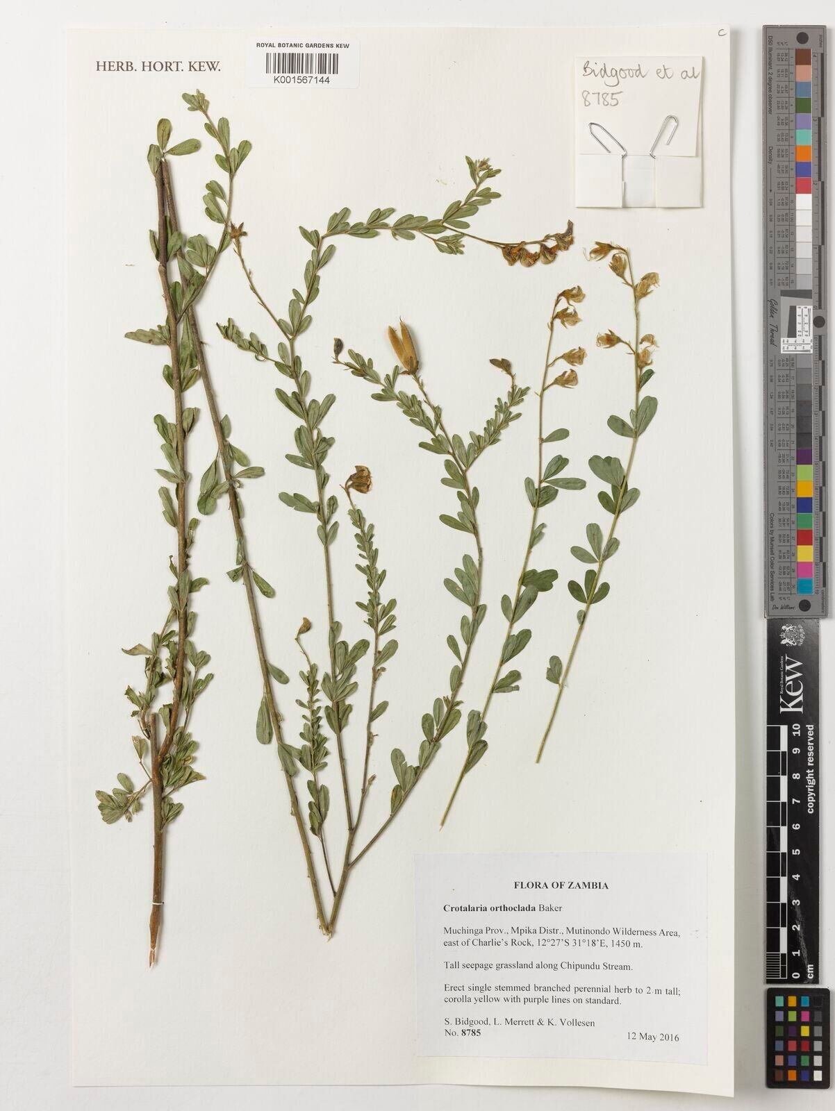 Crotalaria orthoclada — houseplant care guide