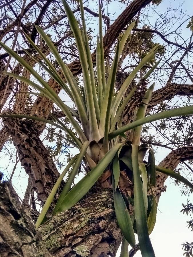 Catopsis floribunda — search result for 'Honduras'