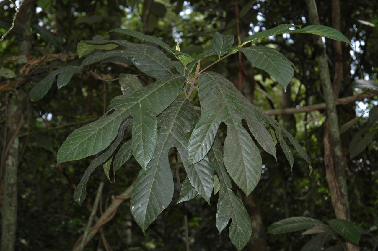 Artocarpus hispidus — search result for 'Artocarpus'