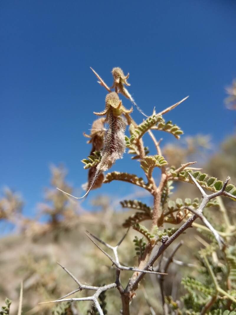 Adesmia schickendantzii fruit