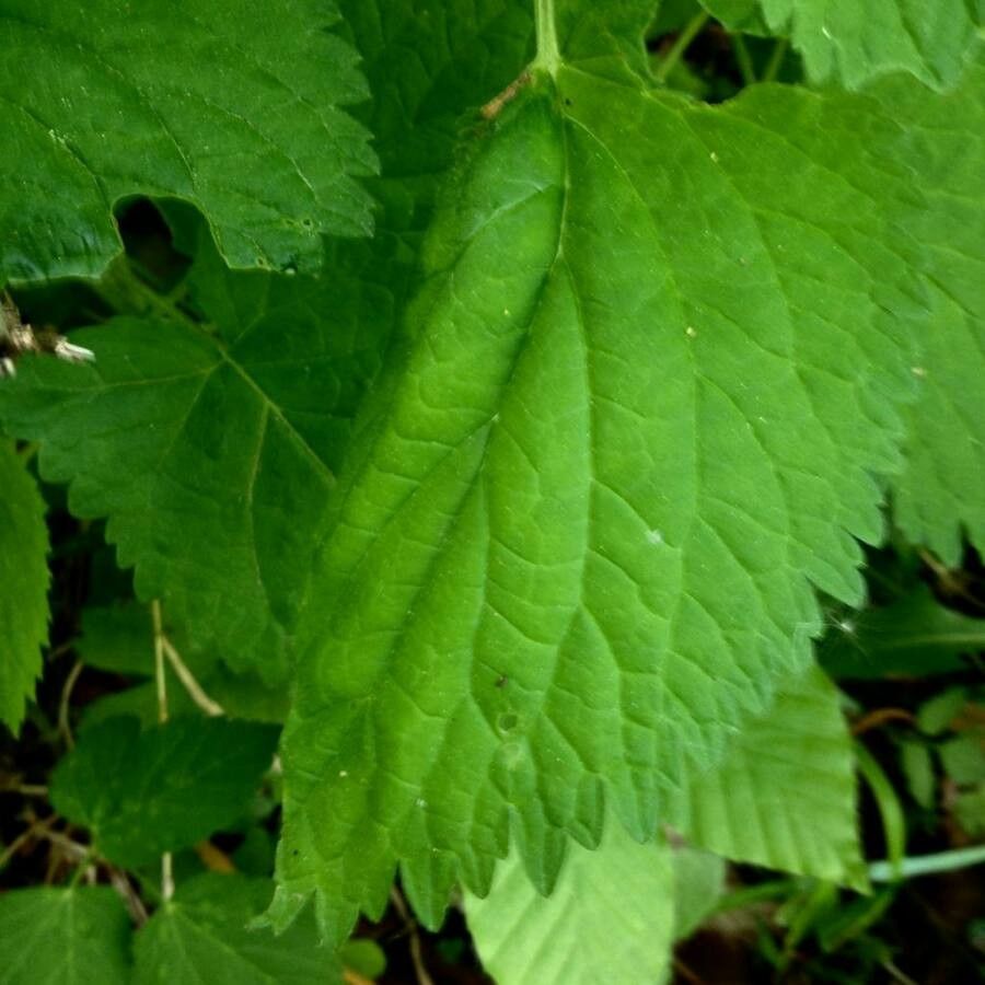 Lamium orvala — search result for 'Ukraine'