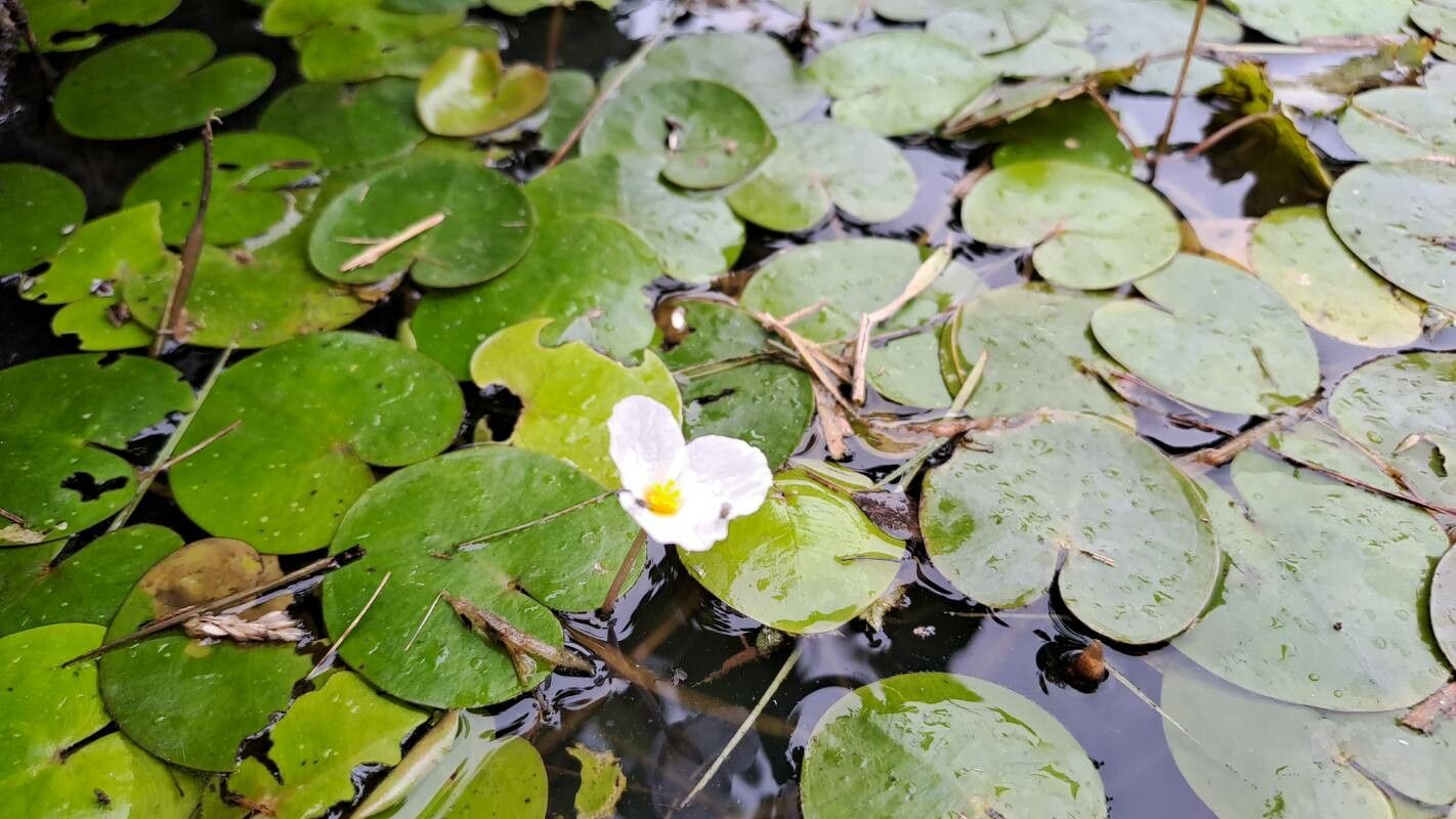 Hydrocharis morsus-ranae habit