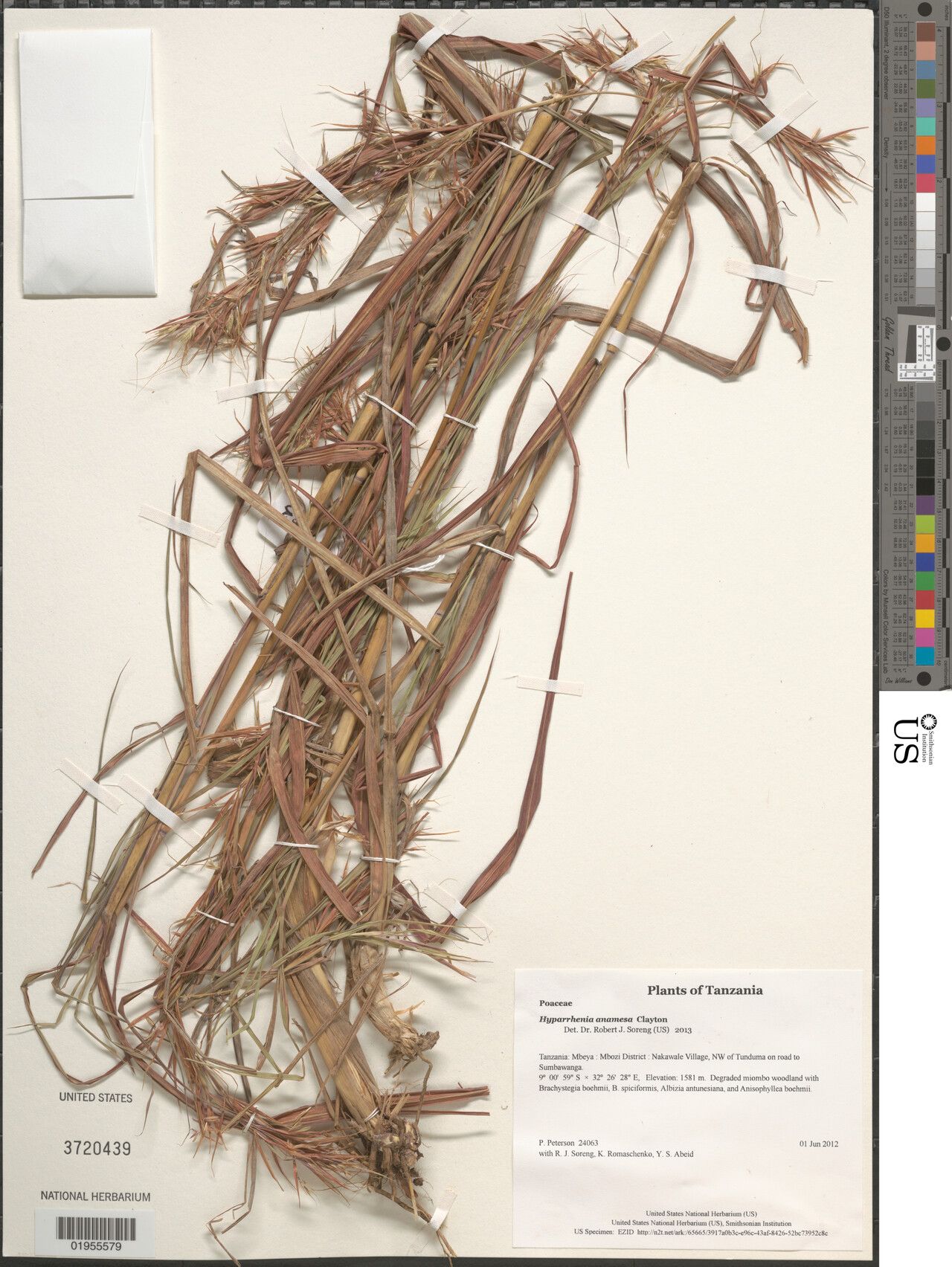 Hyparrhenia anamesa — related species from the same genus