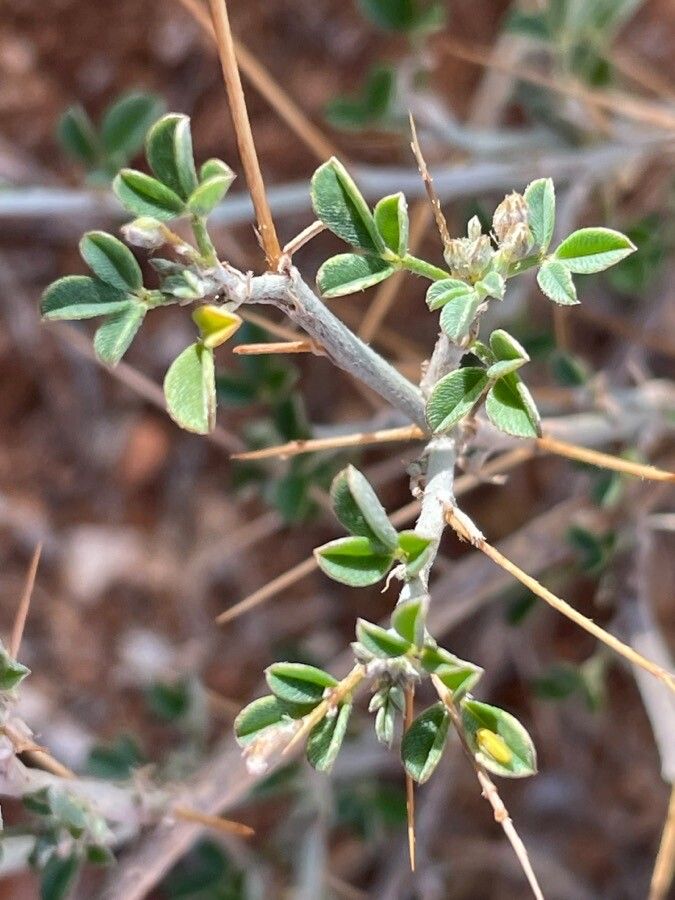 Indigofera spinosa leaf